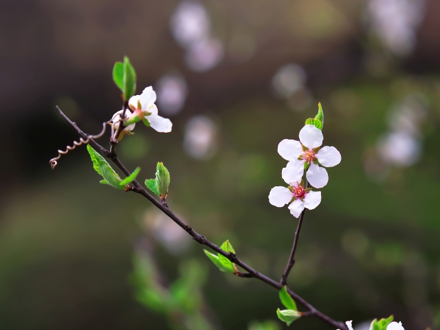 散歩道の花たち