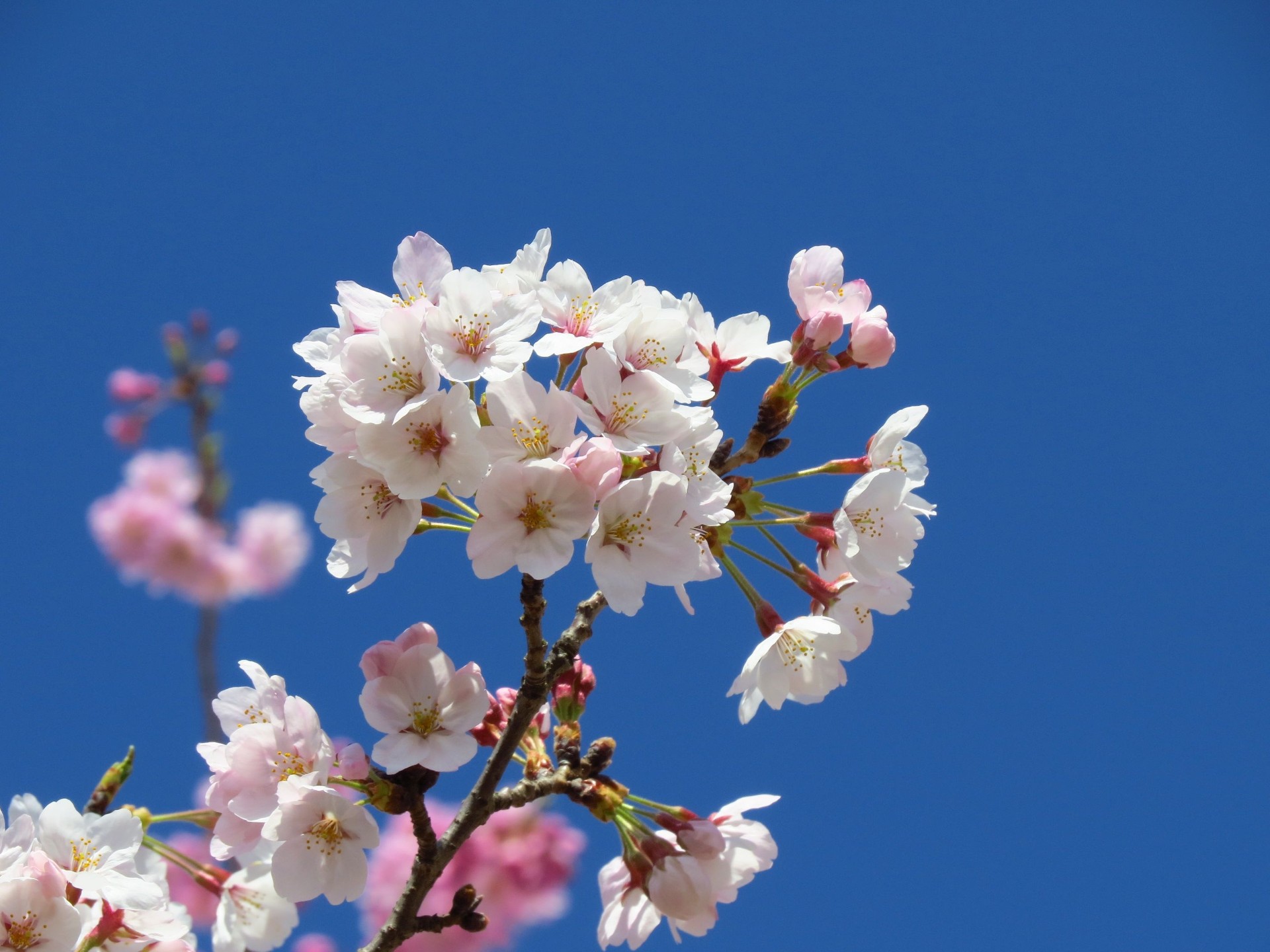 花 植物 染井吉野桜の枝一輪 壁紙19x1440 壁紙館