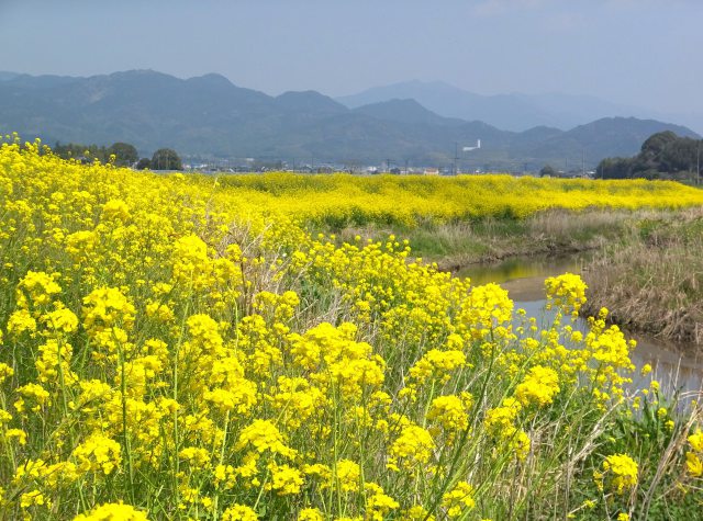 堤防の菜の花