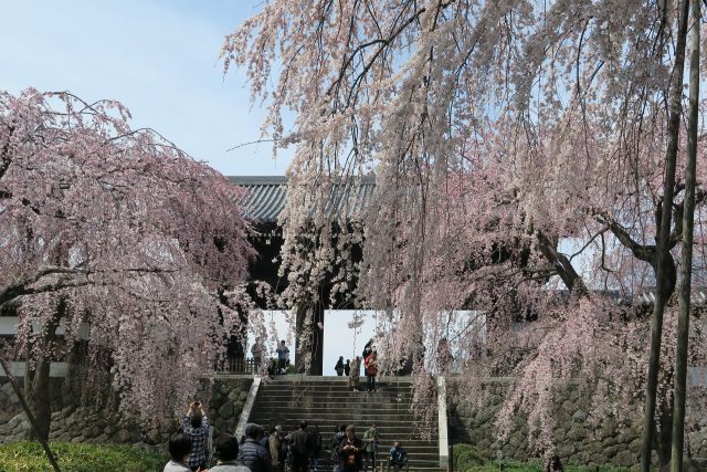 東郷寺の山門と枝垂れ桜