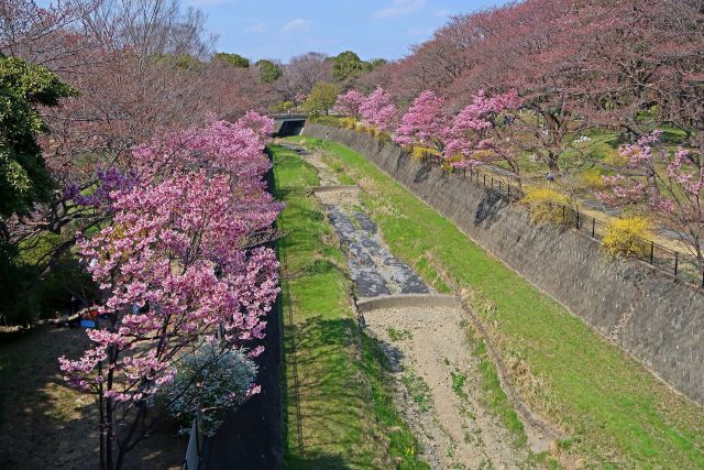 昭和記念公園の桜