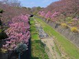 昭和記念公園の桜