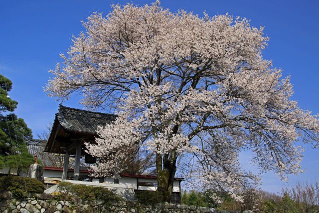 瑠璃寺の枝垂れ