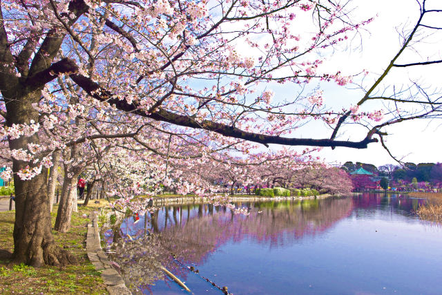 不忍池の桜並木