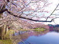 不忍池の桜並木