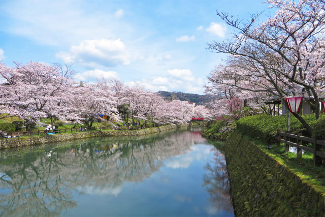 待ち遠しい桜の季節6