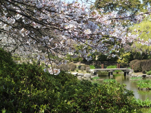 咲き始めた公園の桜