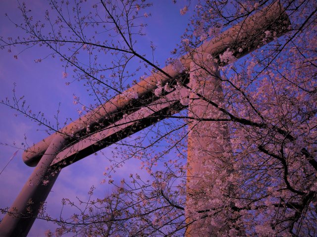 靖国神社大鳥居と桜