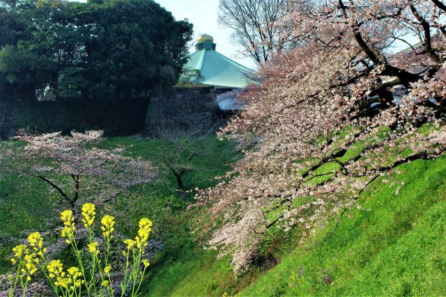 武道館と桜に菜の花