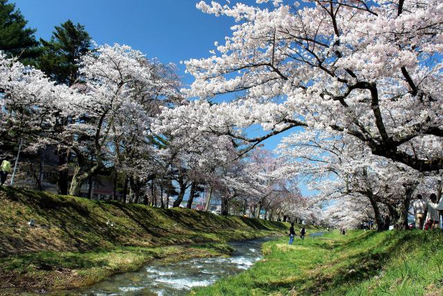 観音寺川さくら祭り