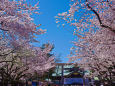 靖国神社の桜