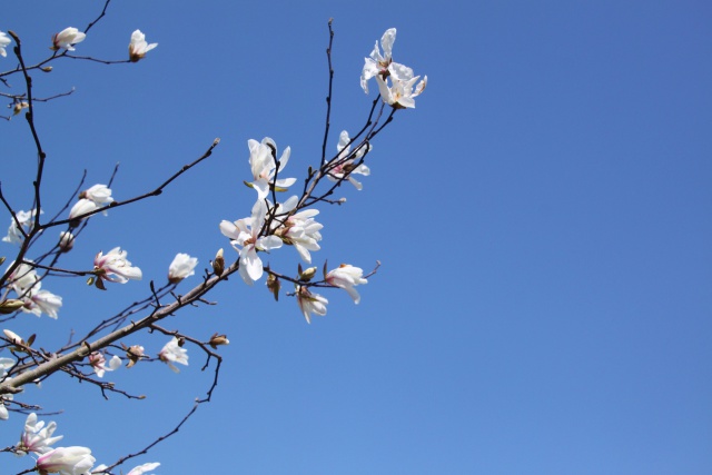 シテコブシnの花