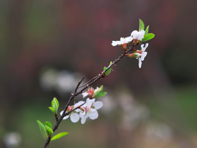 散歩道の花たち