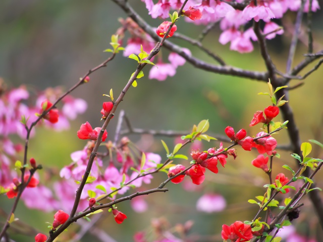 散歩道の花たち