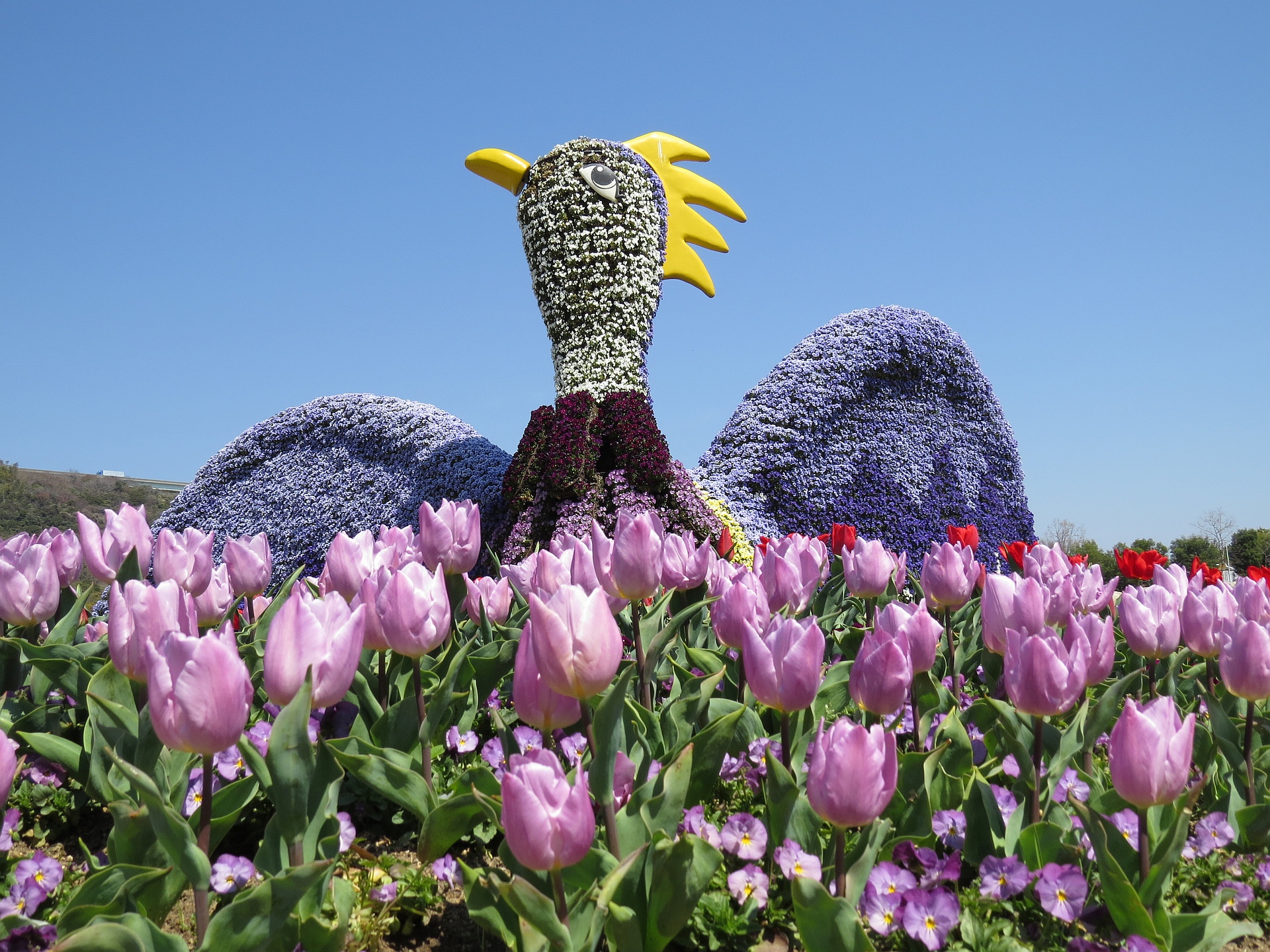 日本の風景 青い装いの花不死鳥 壁紙19x1440 壁紙館