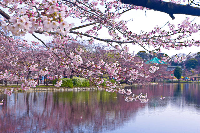 不忍池の桜