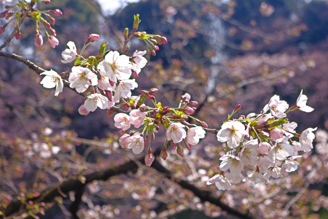 千鳥ヶ淵の桜