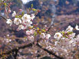 千鳥ヶ淵の桜