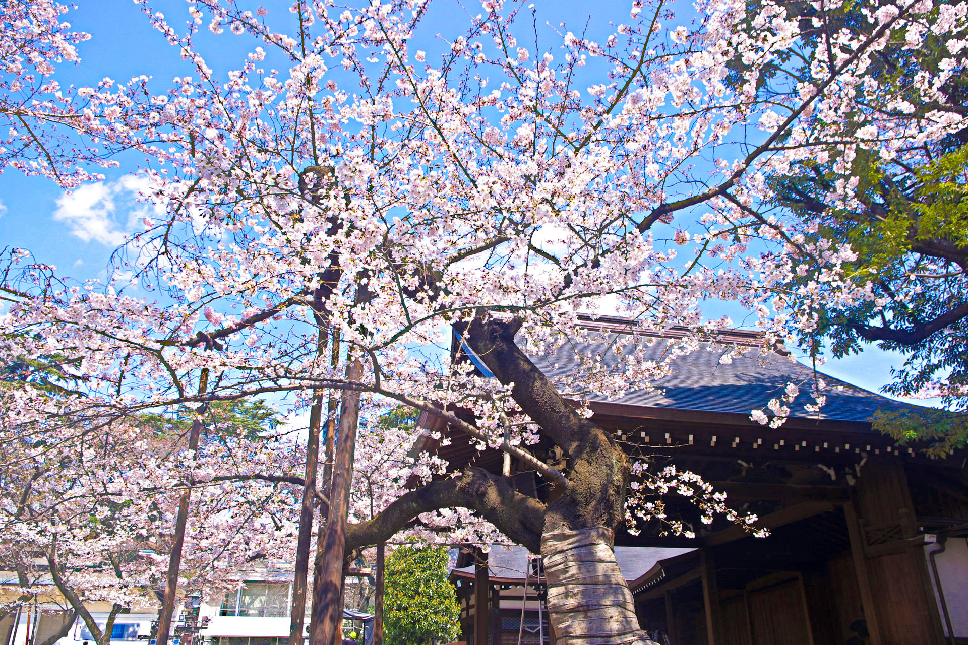 花 植物 靖国神社 標準木の桜 壁紙19x1280 壁紙館