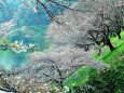 牛ヶ淵の桜