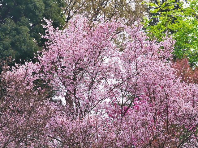 散歩道の花たち