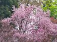 散歩道の花たち