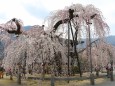 しだれ桜満開