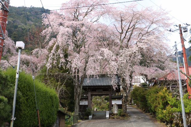 山門を桜が咲き乱れる