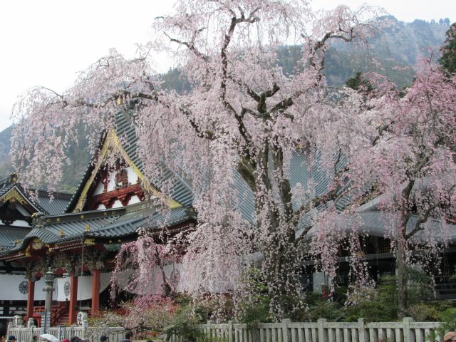 しだれ桜満開