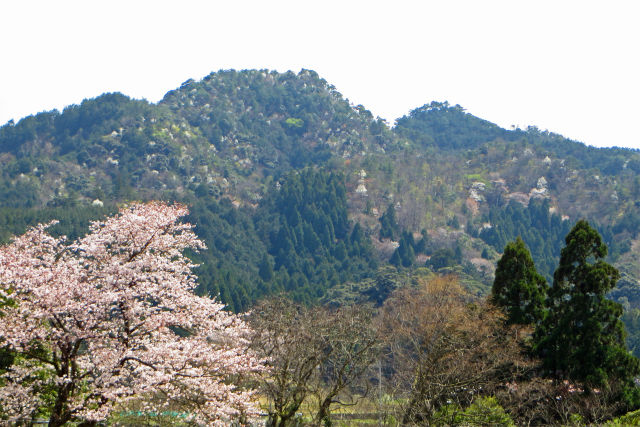 ソメイヨシノと山桜