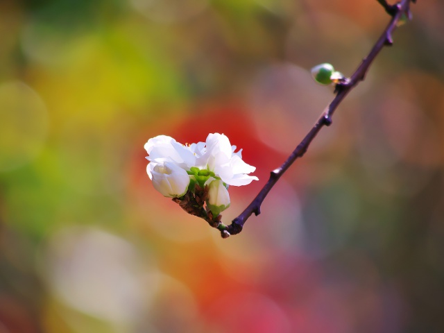 散歩道の花たち