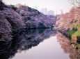 千鳥ヶ淵の桜