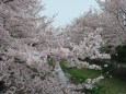 武蔵小金井、野川の桜並木