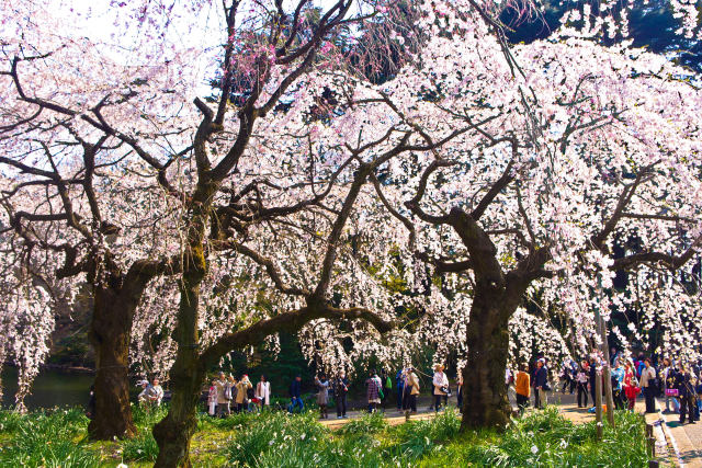 新宿御苑のしだれ桜