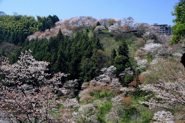 吉野の桜