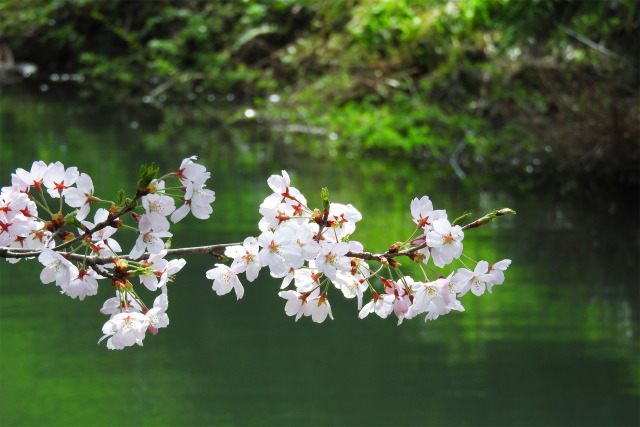 お堀端の桜