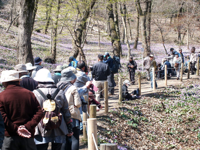 カタクリ群生地