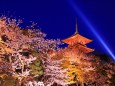 清水寺の夜桜