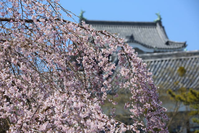 お城の桜