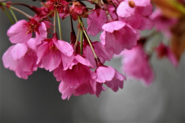 横浜緋桜