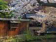 京都白川の桜