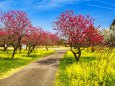 富山県中央植物園の菜の花と梅