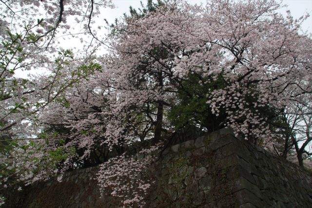 篠山城跡の桜