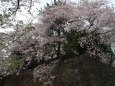 篠山城跡の桜