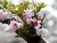 八重桜