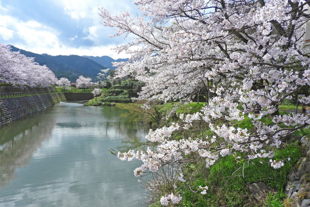 お堀端の桜2