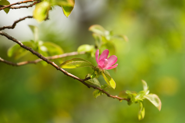 花梨の花