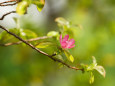 花梨の花