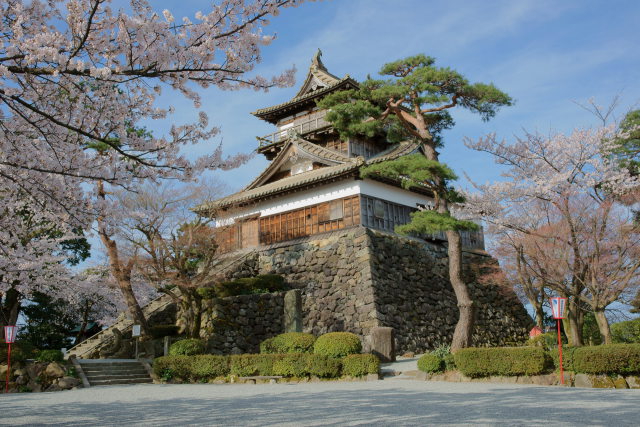 春の丸岡城