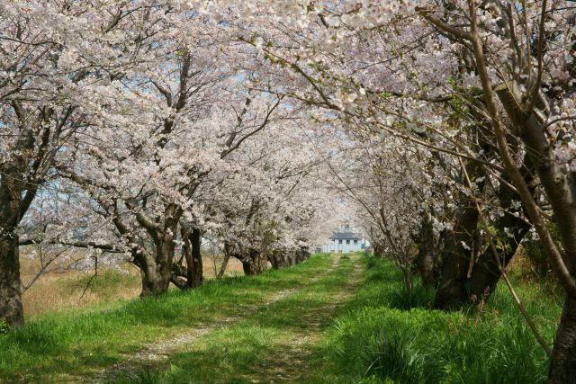 汐見桜のトンネル